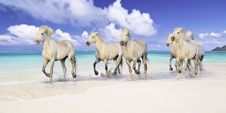 Band of Brothers, Lanikai Beach, Hawaii by Pangea Images art print