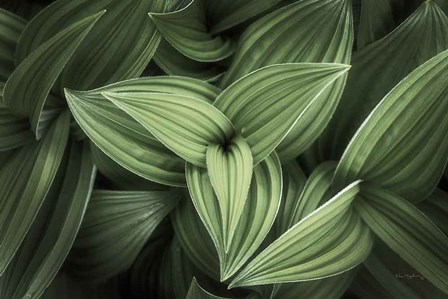 Corn Lily II by Alan Majchrowicz art print