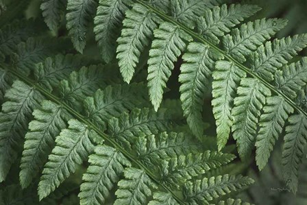 Lady Ferns III Color by Alan Majchrowicz art print