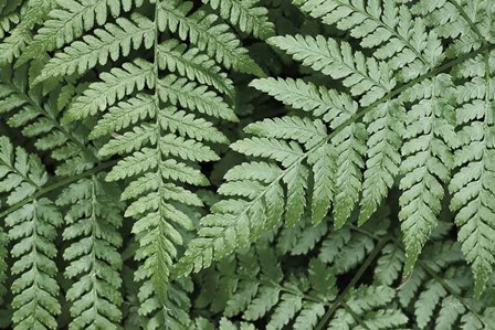 Lady Ferns II Color by Alan Majchrowicz art print