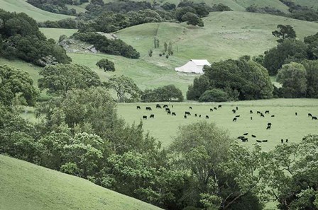 Marin California Ranch by Alan Majchrowicz art print