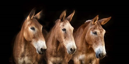 Collection of Horses IV by PHBurchett art print