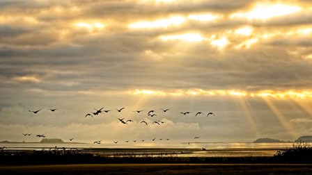 Sunrise on The Estuary by Chuck Burdick art print