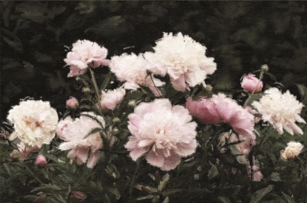 Peony Poetry II by Marie-Elaine Cusson art print