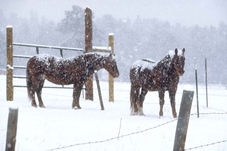 Snowy Corral by Dick Petrie art print