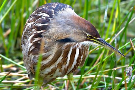 American Bittern by Dick Petrie art print