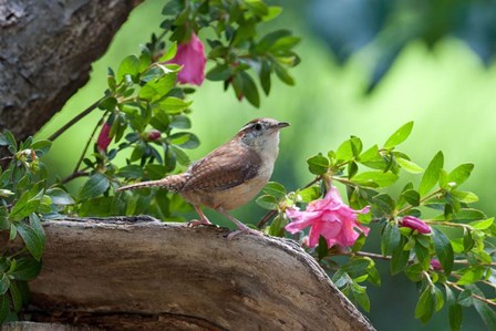 Carolina Wren by Dick Petrie art print