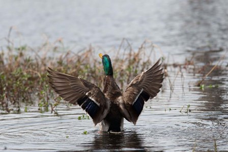 Mallard by Dick Petrie art print