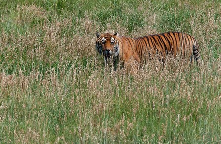 Tiger by Dick Petrie art print