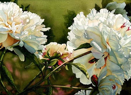 Winter White Peony by Jane Freeman art print