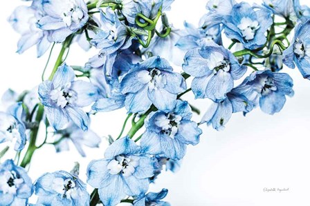 Freshly Picked Delphinium II by Elizabeth Urquhart art print