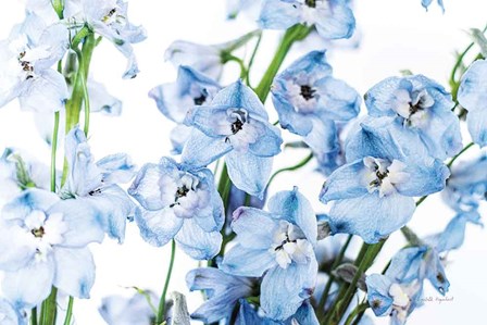 Freshly Picked Delphinium I by Elizabeth Urquhart art print