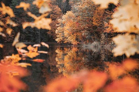 Autumn Reflections by Laura Marshall art print