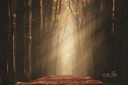 Classic Shot by Martin Podt art print