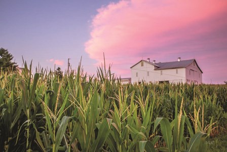 Corn Crop by Donnie Quillen art print