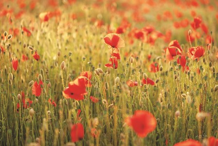 Poppy Field I by Martin Podt art print