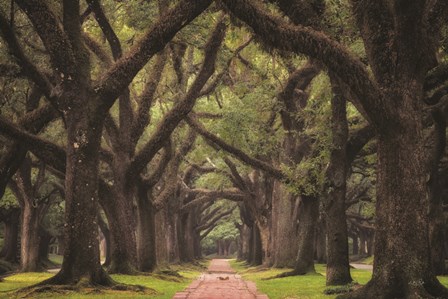 Lane of Oaks by Martin Podt art print