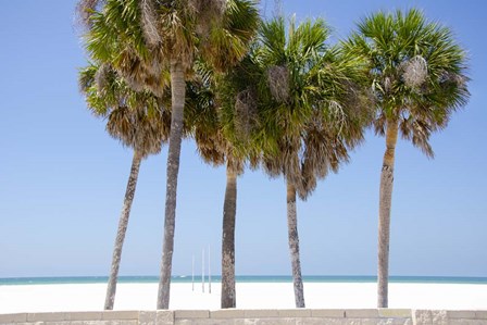 Coastal Palms I by Laura Denardo art print