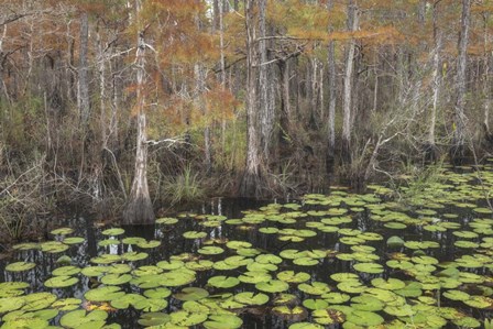 Bayou Autumn by Danny Head art print