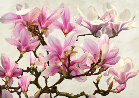 Magnolia Branch (neutral) by Luca Villa art print