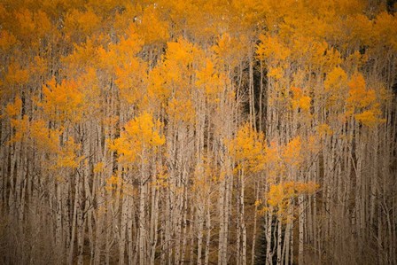 Intimate Aspen by J.C. Leacock art print