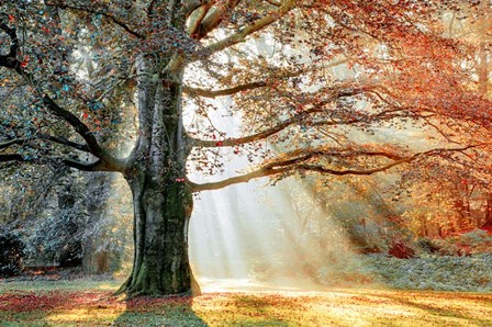 Basking In The Sun by Lars Van De Goor art print