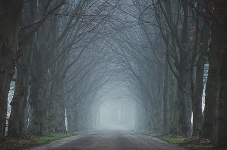 The Old Beeches by Martin Podt art print