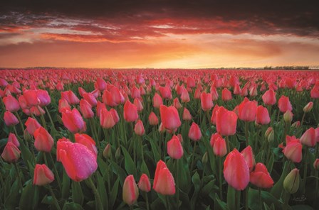 Tulip Field Sunset by Martin Podt art print