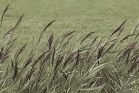 Wispy Grass by Lori Deiter art print