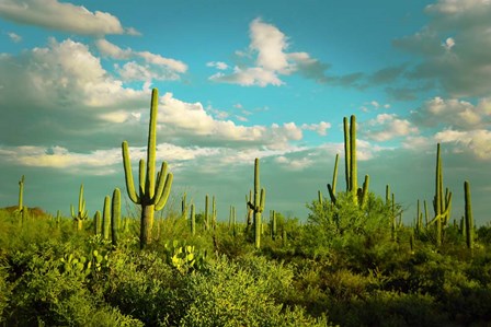 Saguaros No. 2 by Carlos Vargas art print