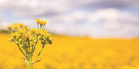 Field of Yellow II by Donnie Quillen art print