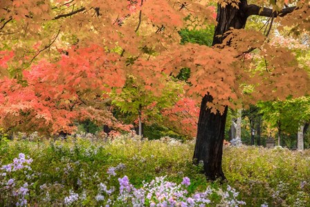 Autumn Splendor by Verne Varona art print