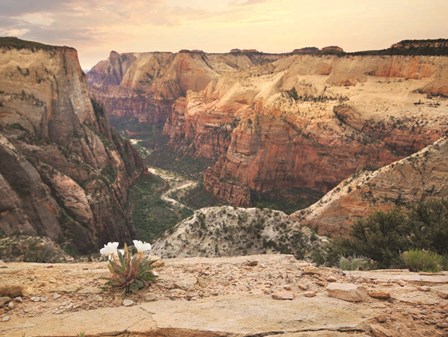 Zion Desert Life by Lori Deiter art print