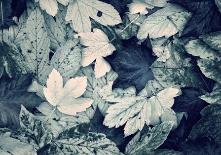 Forest Floor by Incado art print