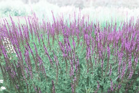 Lavender Garden by Dan Meneely art print