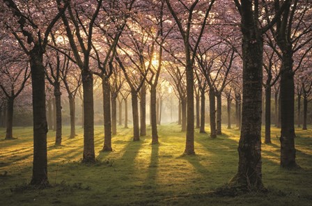 Cherry Trees in Morning Light I by Martin Podt art print