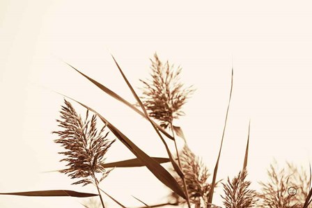 Country Grasses I by Nathan Larson art print