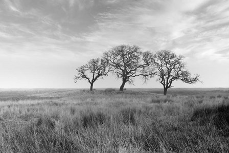 Coastal Oak Series No. 40 by Alan Blaustein art print