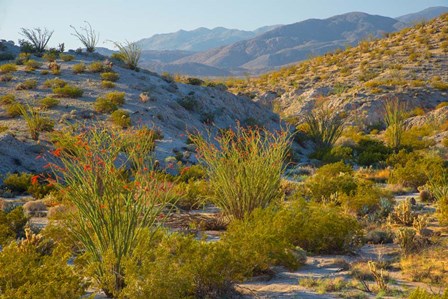 Desert Ocotillo Landscape by John Gavrilis art print