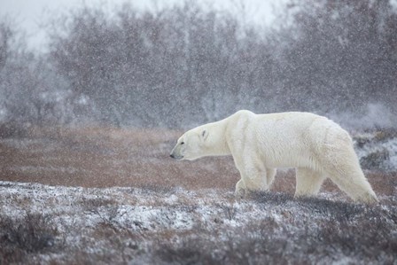 Let it Snow! by Alessandro Catta art print