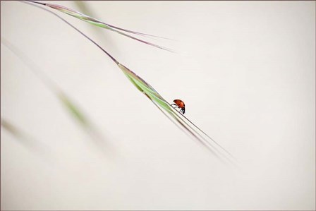 Ladybug by Anna Cseresnjes art print