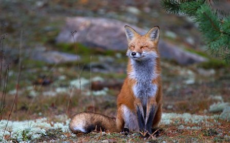 Fox Zen - Algonquin Park by Jim Cumming art print