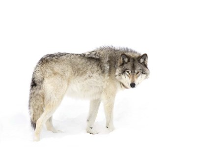 Timber Wolf Walking through the Snow by Jim Cumming art print