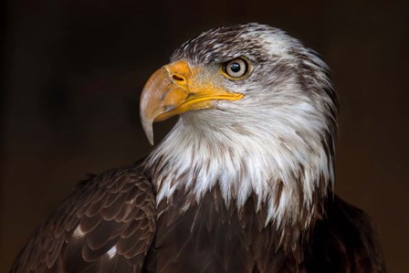 Caged - Bald Eagle by Jim Cumming art print