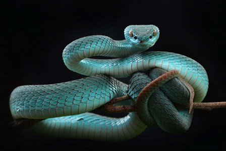 Trimeresurus Insularis (Blue) by Wel Nofri art print