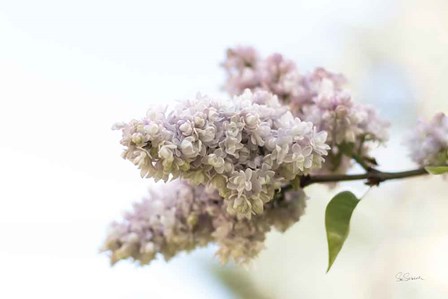 Pale Lilacs II by Sue Schlabach art print