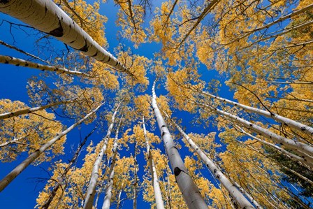 Autumn Reach by Andy Crawford Photography art print