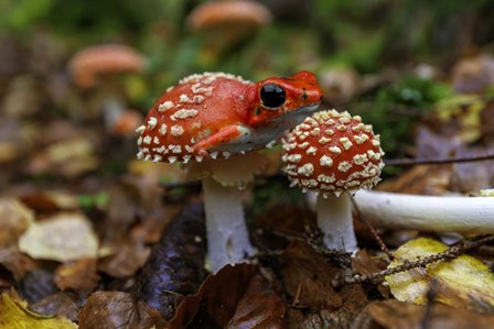 Frogshroom by Pixelmated Animals art print