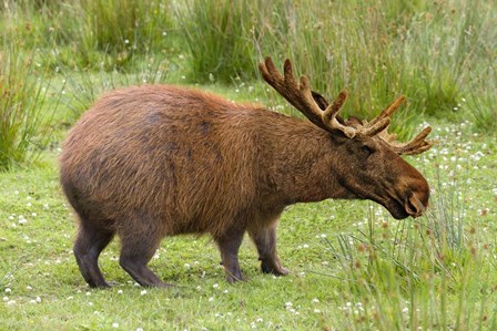 Capybaroose by Pixelmated Animals art print