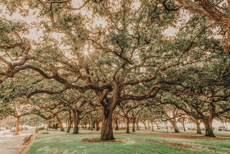 Low Country Oaks II by Jennifer Rigsby art print